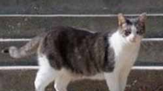 Cat On The Street